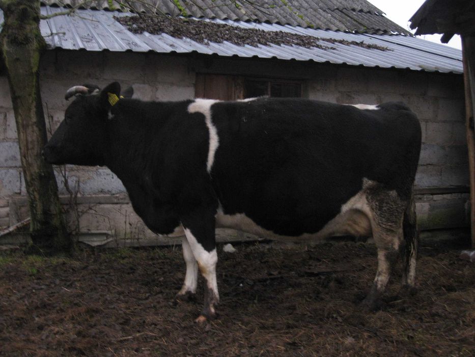 Krowa Mamka Wysokocielna