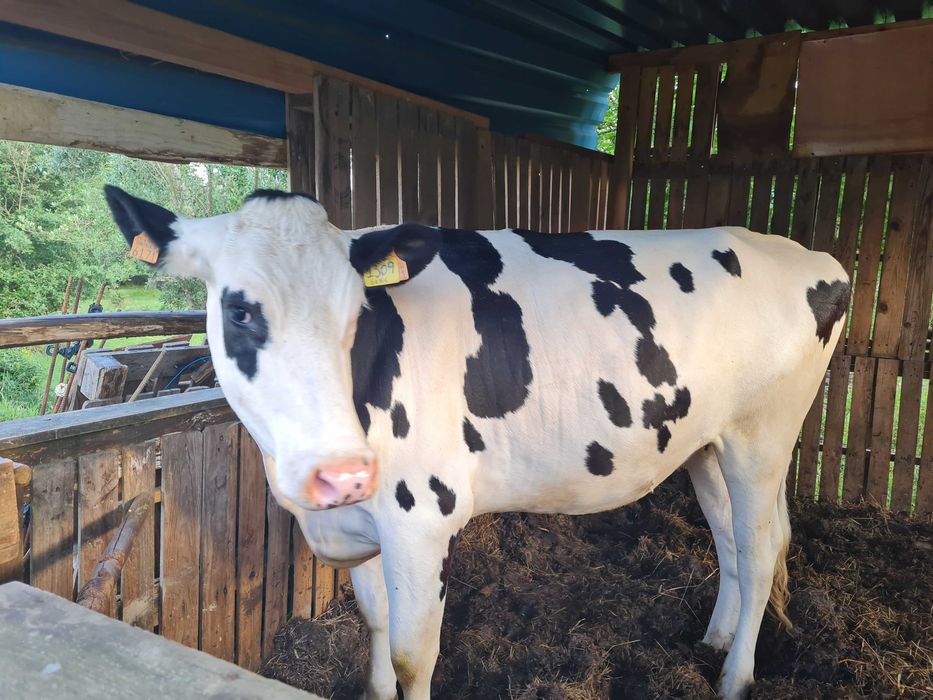 Vaca 2 anos para mudar de pasto