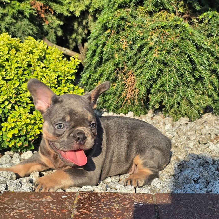 Buldog Francuski śliczny Blue Tan piesek