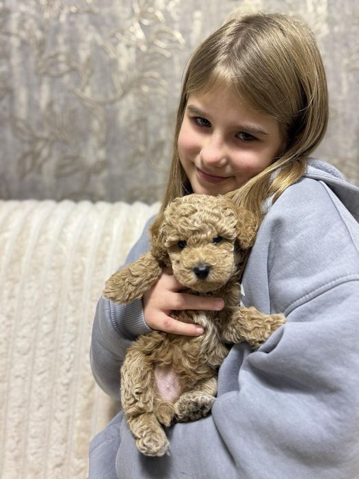 Маленькі цуценята той пудель