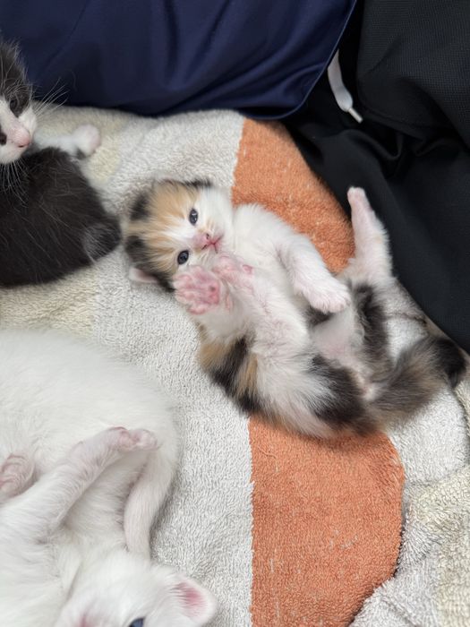 Кошенята, котики