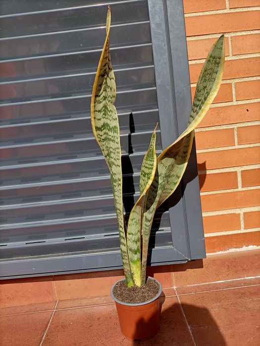 Espada de Santa Bárbara