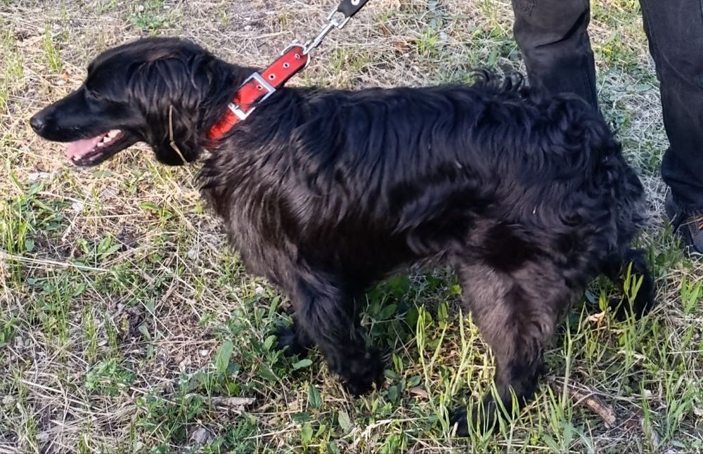 отдам мальчика в хорошие руки