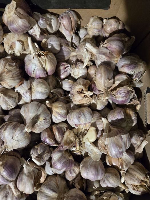 Czosnek przemysłowy 10kg