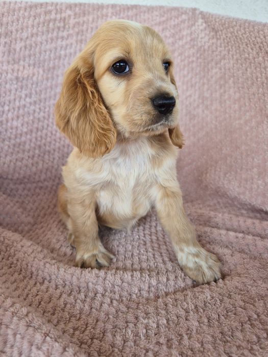 Cocker spaniel suczka 4