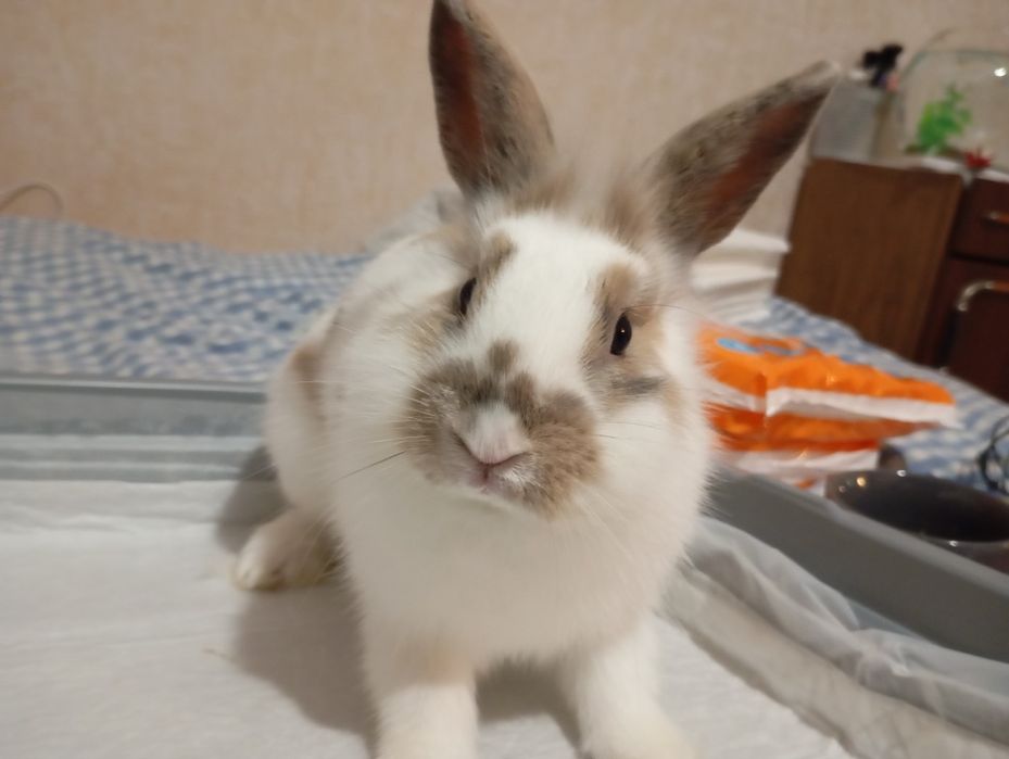 Кролик  декоративный , со всеми комплектующими.