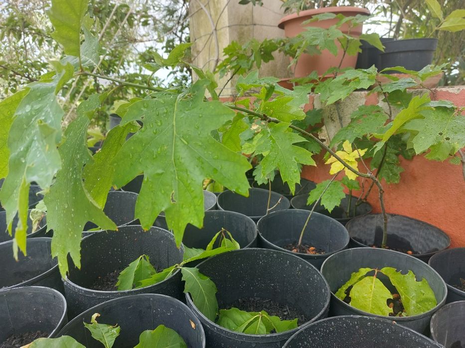 Planta da árvore do carvalho americano