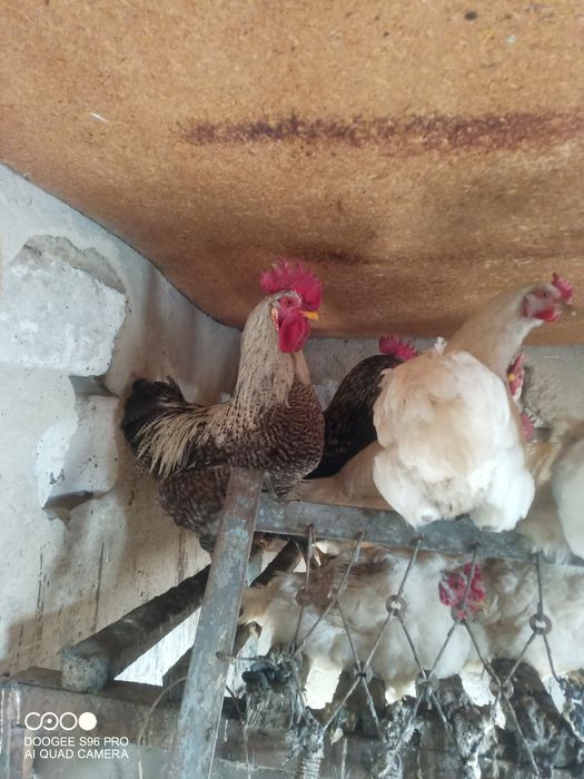 Петухи топтуны...