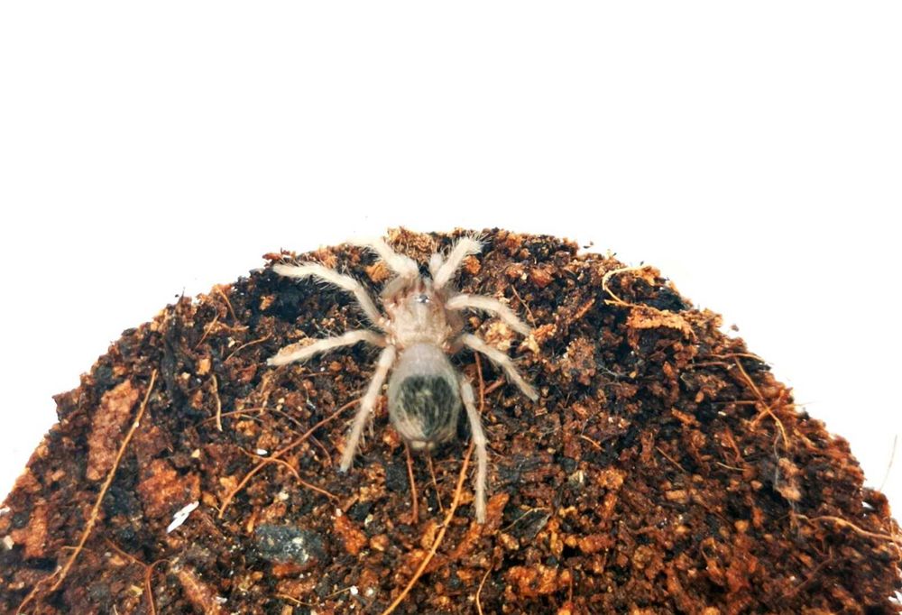 Lasiocyano sazimai L2/3 ex. Pterinopelma + GRATIS Ptasznik