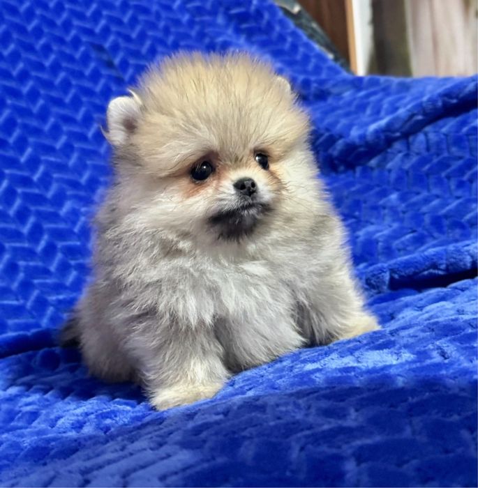 !!Ляльковийміні ведмедик ! Дуже гарний !