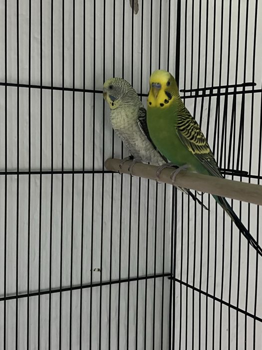 Casal de periquitos prontos a criar
