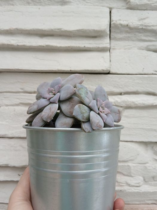 Кімнатний вазон ,суккулент ехеверія лілова