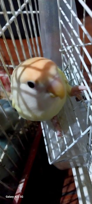 Agapone / agapornis macho