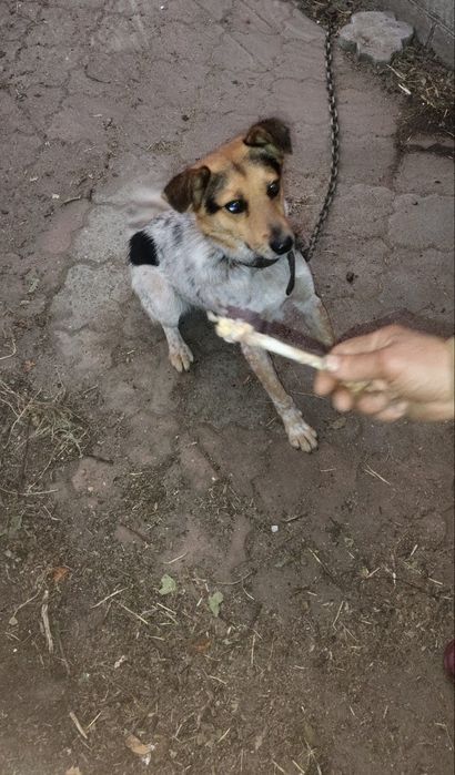 Молодий пес, гарний сторож