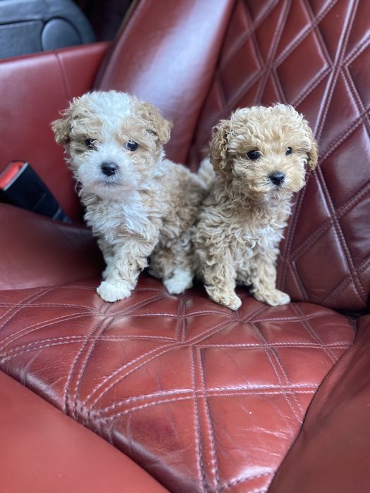 Мальтіпу шикарної якості