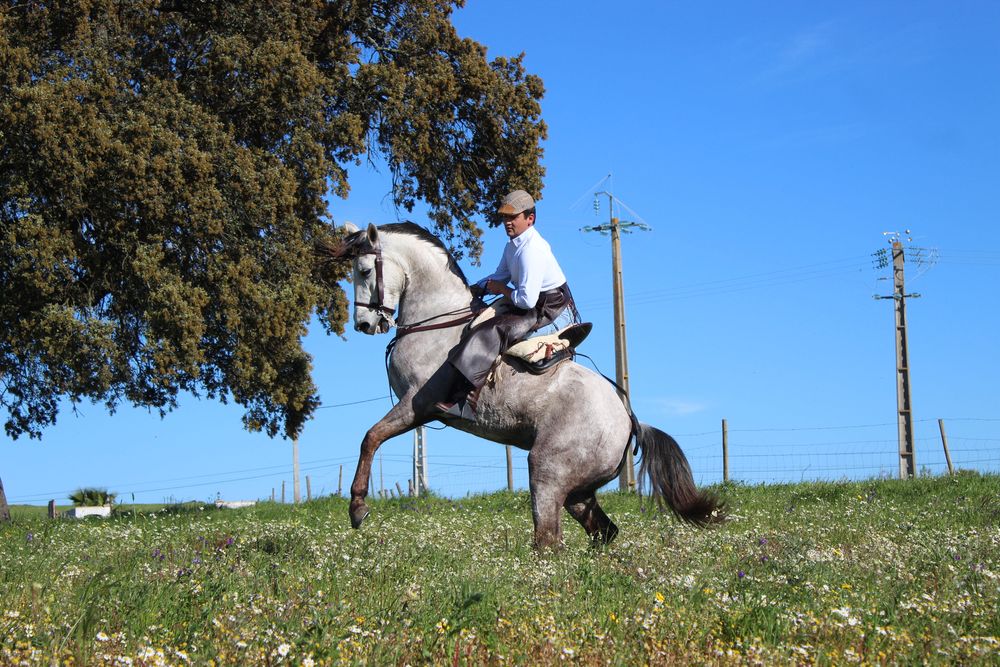 Égua cruzada com 7 anos