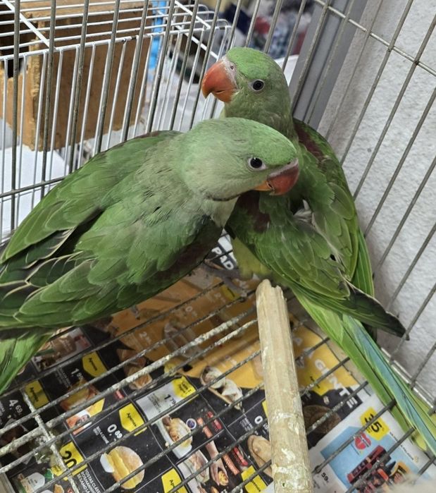 Grande alexandre/caturras