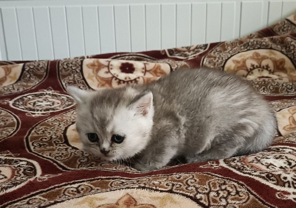British Shorthair fêmea
