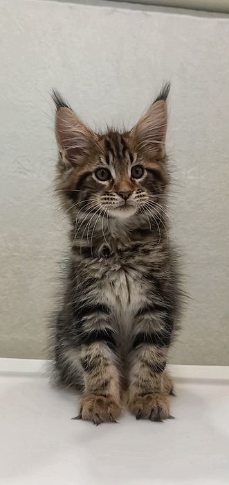 Великолепный мейн-кун мальчик —  готов к переезду!