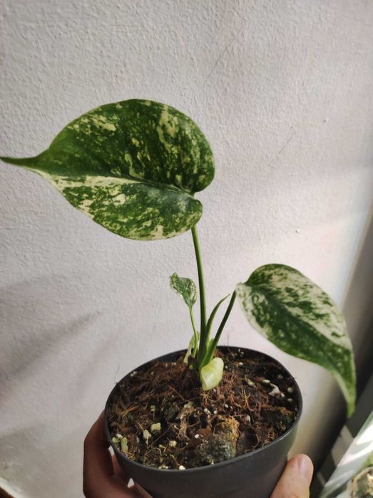 Monstera Deliciosa Mint