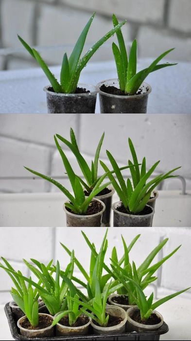 Алоэ Вера лечебное. Настоящее