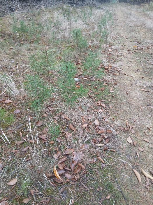 Sadzonki sosny brzozy Akacji