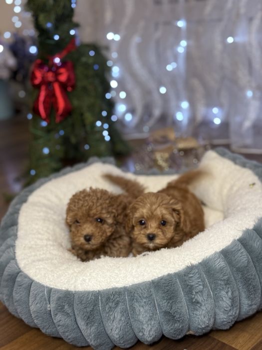 Новорічний подарунок мальтіпу