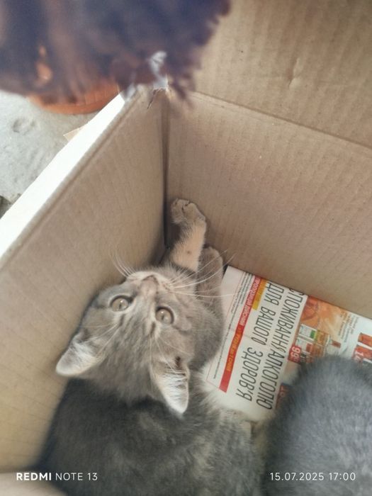 Кошення, безкоштовно