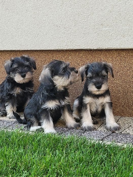 Sznaucer Miniaturowy Pieprz i Sól