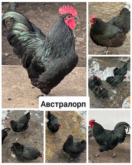 Інкубаційне яйце Китайська шовкова, Лівенська Сітцева, УхіЇлюй,  інші