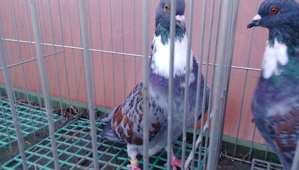 Koszua golębie ozdobne