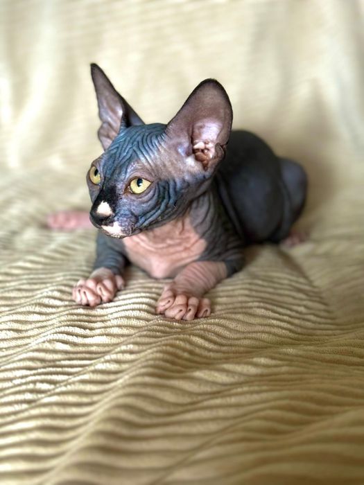Gato sphynx com 2 meses