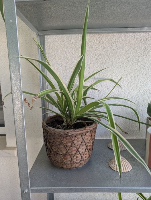 Planta aranha (clorofito)