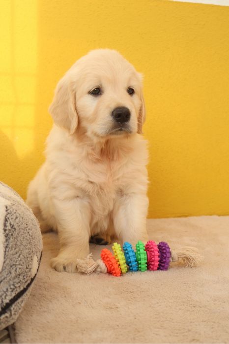 Golden Retriever