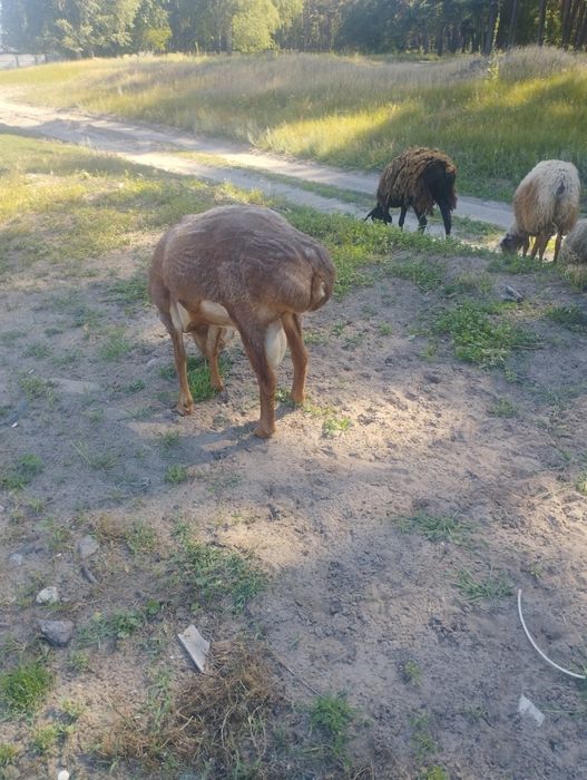 Курдючного барана