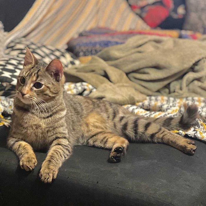 ZAGINĘŁA KOTKA radom osiedle XV-lecia