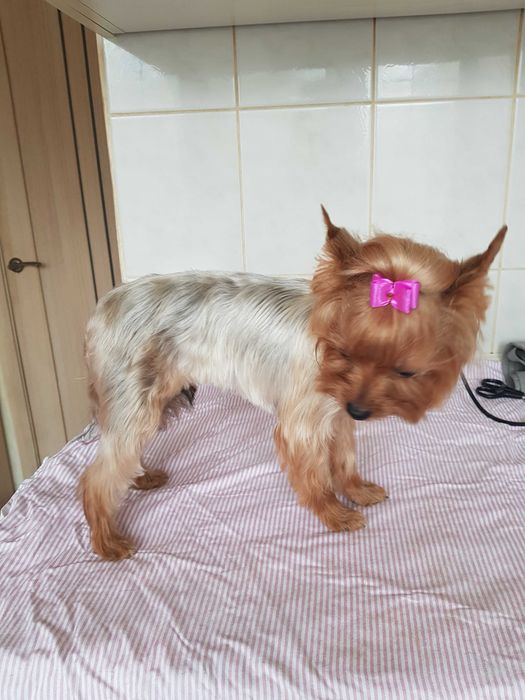 Стрижка собак, перукар для собак Київ