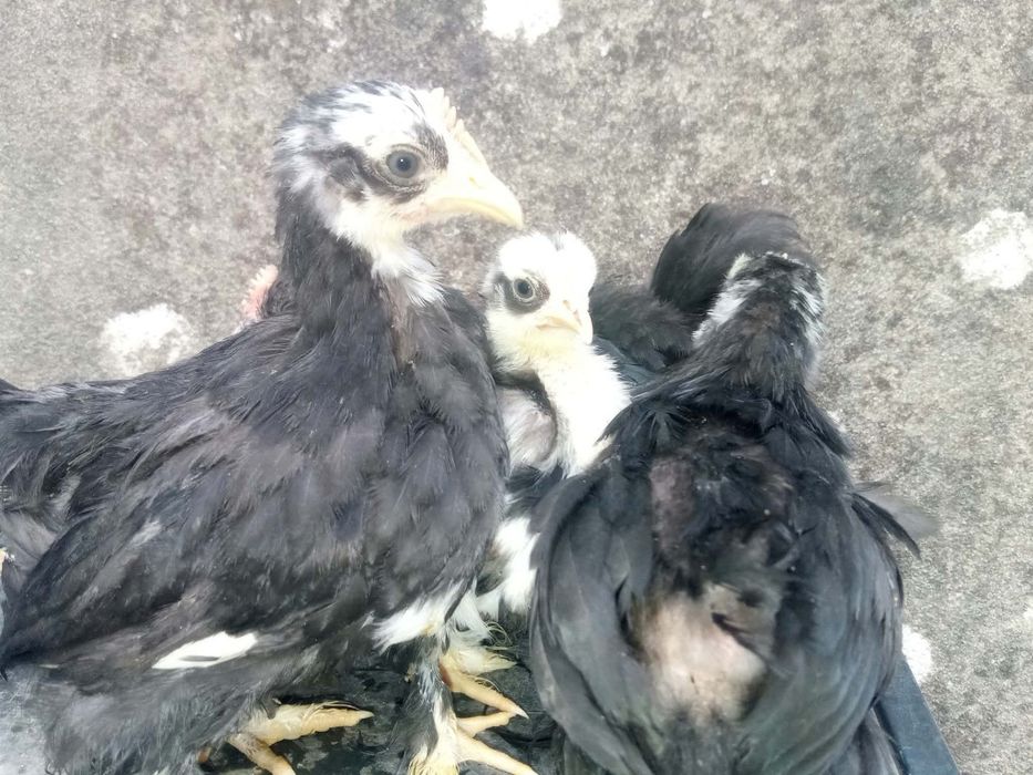 Pekins Várias Mutações