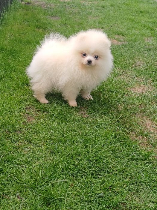 *Pomeranian Piesek CARLO Aktualny*