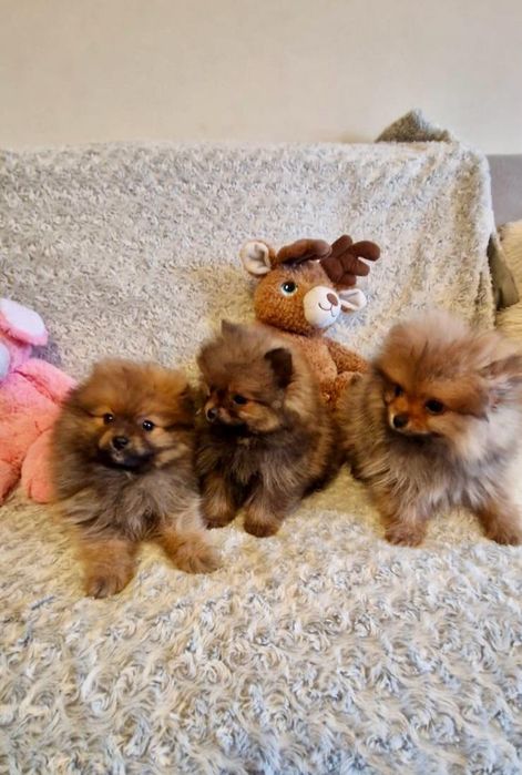 Szpic pomeranian chłopak rudy