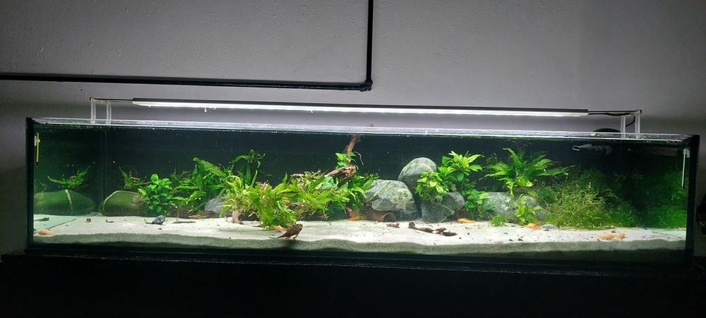 OPORTUNIDADE! - Plantas de aquário fáceis