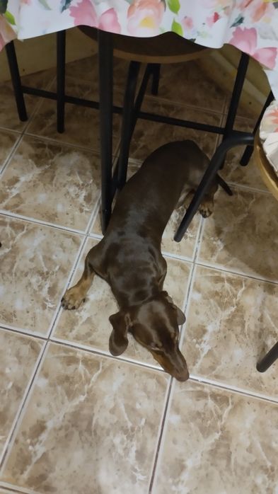 Шукаю для свого хлопчика такси Спайка дівчинку