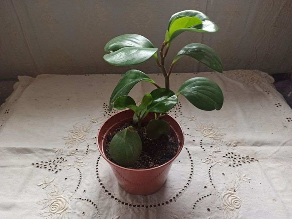 Паперомія кімнатна