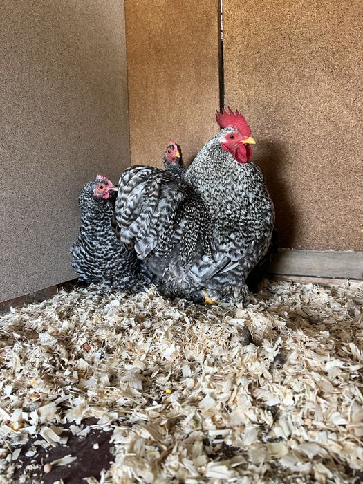 Ovos pekin pedrês