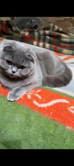 Шикарная голубая кошечка скоттиш фолд