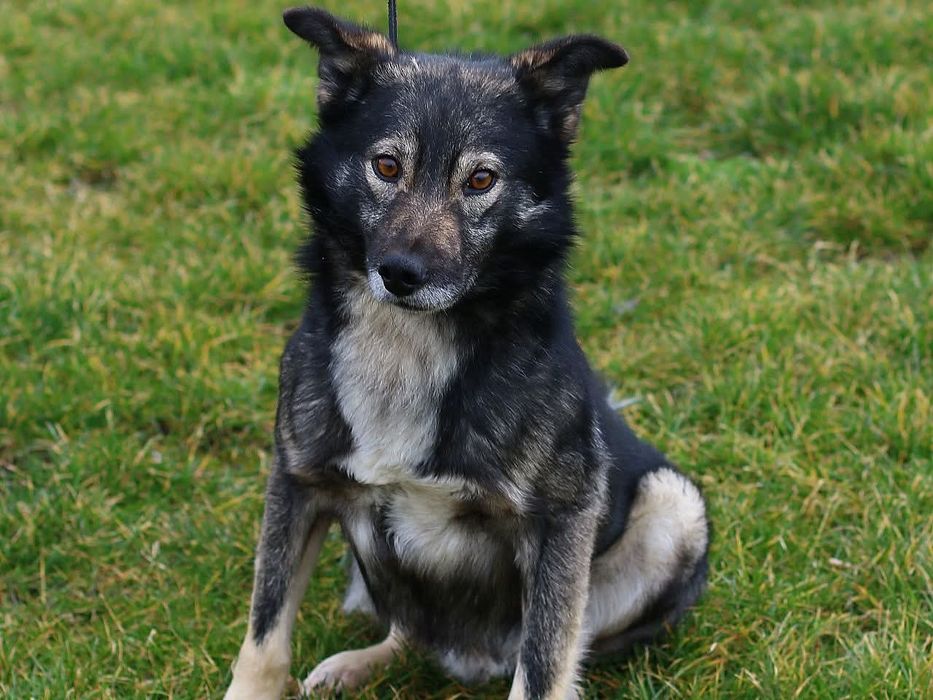 Askan-pies o niebanalnej urodzie