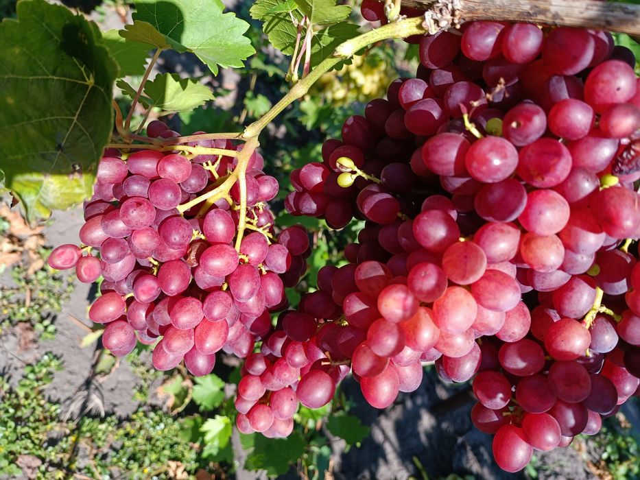 Продам виноград. домашний без химии. привезу домой.