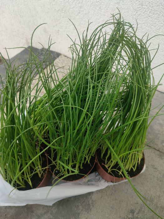 Pięć sadzonek cebula siedmiolatka