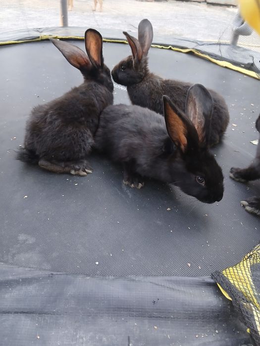 Продам свійських  кроликів