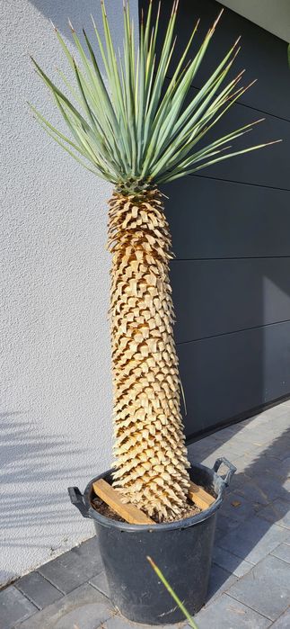 Yucca rigida. Yucca rostrata. Yucca filifera. Juka.